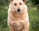Собаки в других городах Владимирской области: Красивая коротколапая собака в добрые руки бесплатно Девочка, Бесплатно - фото 1