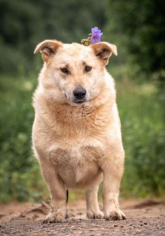 Собаки в других городах Владимирской области: Красивая коротколапая собака в добрые руки бесплатно Девочка, Бесплатно - фото 1