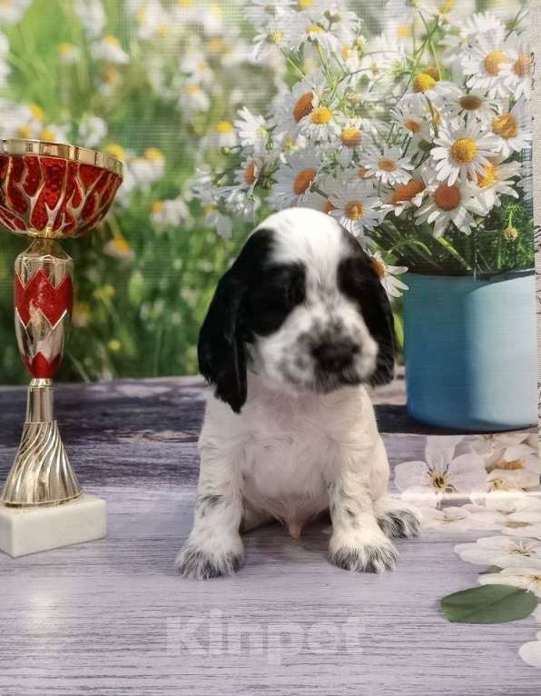 Собаки в Москве: Доступны для продаж щенок (кобель) 26.09.2024д.р от титулованных производителей.  Мальчик, 50 000 руб. - фото 6