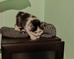 Кошки в Барнауле: Котенок Курильский бобтейл Девочка, 1 000 руб. - фото 4