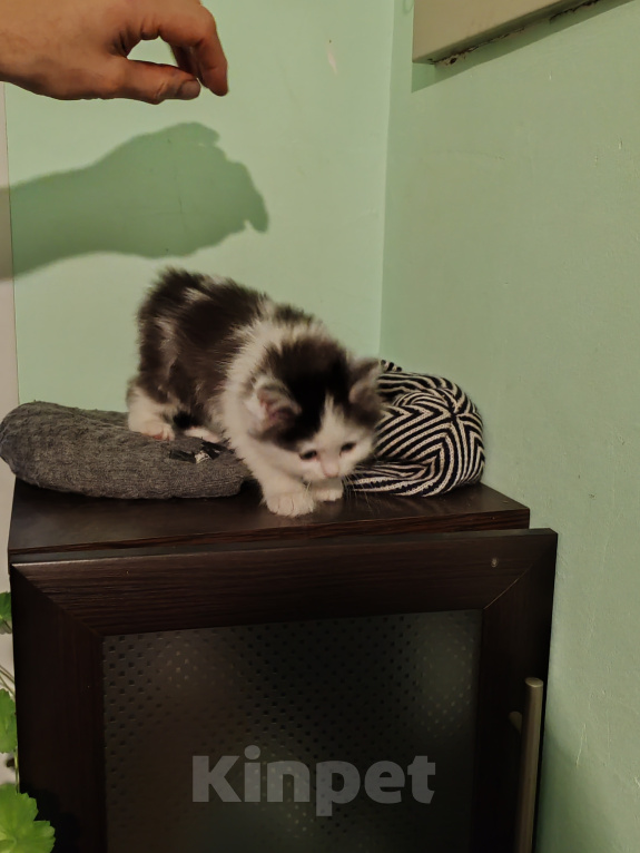 Кошки в Барнауле: Котенок Курильский бобтейл Девочка, 1 000 руб. - фото 4