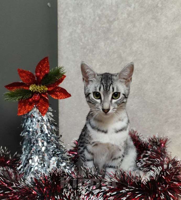 Кошки в Санкт-Петербурге: Кошечка редкой породы Египетская мау  Девочка, 60 000 руб. - фото 4