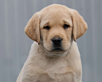 Собаки в Калуге: Палевый мальчик лабрадора высокого качества из питомника РКФ/FCI Мальчик, Бесплатно - фото 1