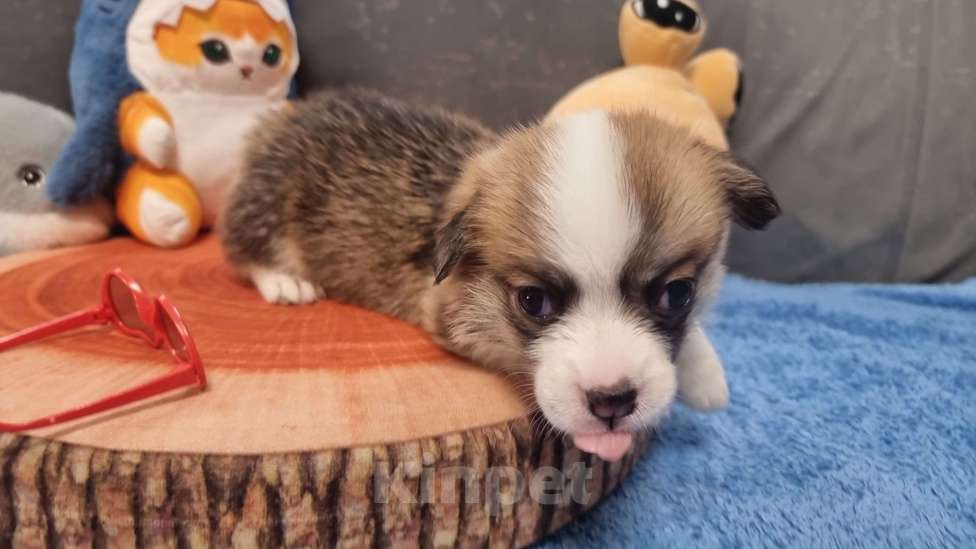 Собаки в Москве: Элитные щенки Мальчик, 85 000 руб. - фото 4