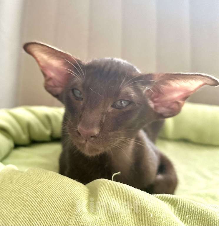 Кошки в Санкт-Петербурге: Котик шоколадного окраса Мальчик, Бесплатно - фото 6