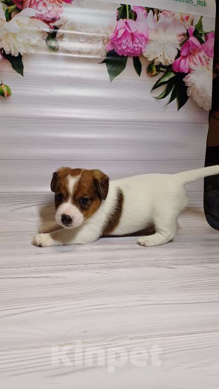Собаки в Москве: Щенки Джек рассел терьер Мальчик, 25 000 руб. - фото 1