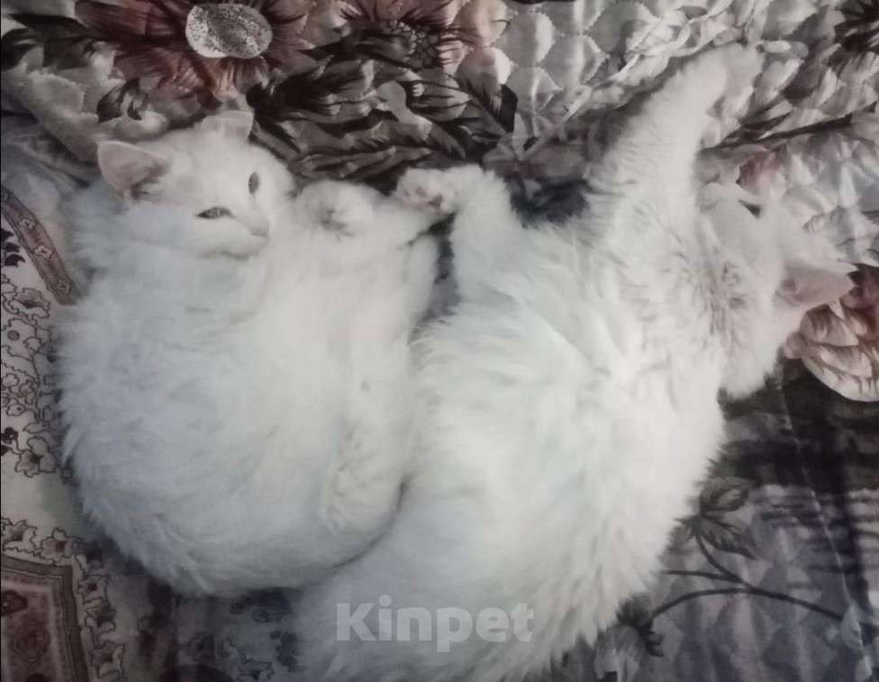 Кошки в Краснодаре: Отдам в добрые руки Девочка, Бесплатно - фото 3