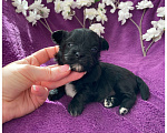 Собаки в Москве: Чёрный йорк мальчик бэби фейс Мальчик, 80 000 руб. - фото 5