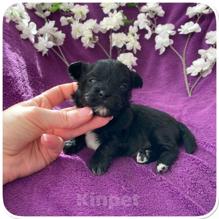 Собаки в Москве: Чёрный йорк мальчик бэби фейс Мальчик, 80 000 руб. - фото 5