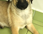 Собаки в Раменском: Щенок бесплатно Девочка, Бесплатно - фото 2