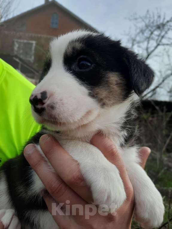 Собаки в Новочеркасске: Метис хаски и стаффора  Девочка, 8 000 руб. - фото 5