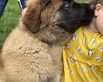 Собаки в Домодедово: Щенки леонбергера Девочка, 55 000 руб. - фото 4