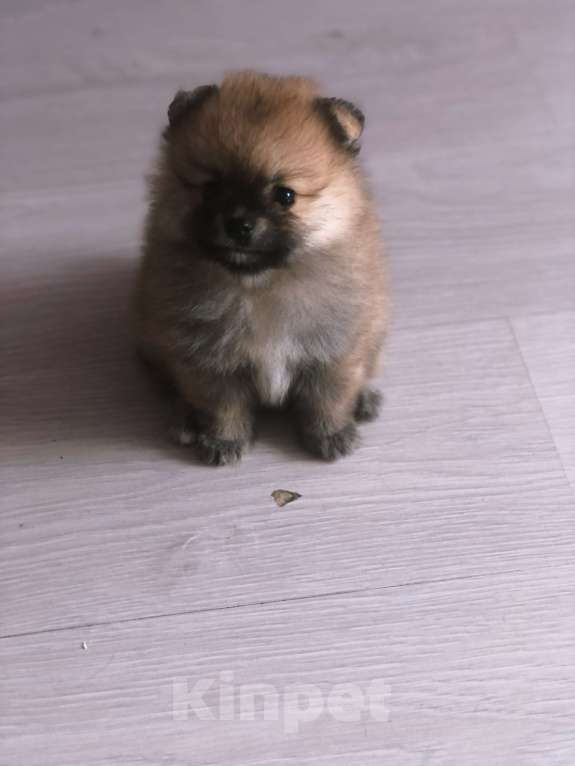 Собаки в Кирове: Померанский шпиц Девочка, 25 000 руб. - фото 3