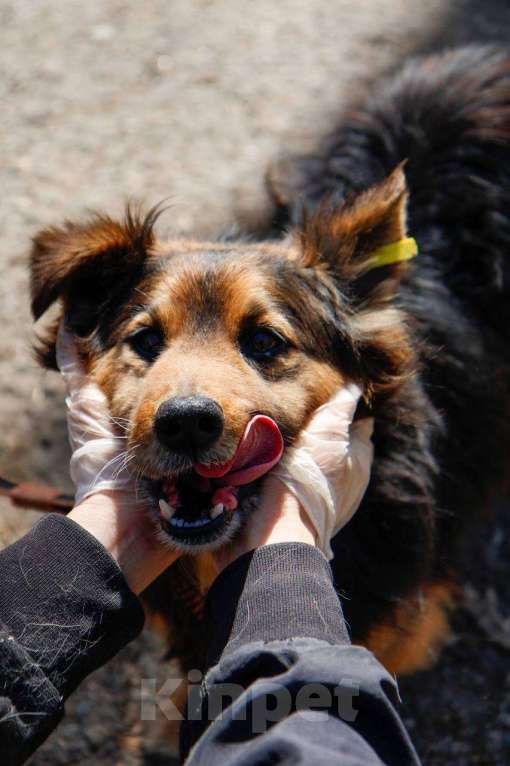 Собаки в других городах Московской области: Я Крош! ))) Мальчик, Бесплатно - фото 5
