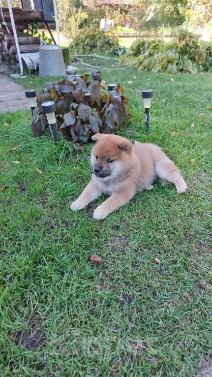 Собаки в Воронеже: Сиба ину социализированный щенок  Мальчик, Бесплатно - фото 4