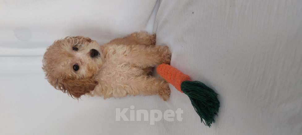 Собаки в Ростове-на-Дону: Той-пудель, девочка и мальчик мраморный абрикос продам Мальчик, 150 000 руб. - фото 6