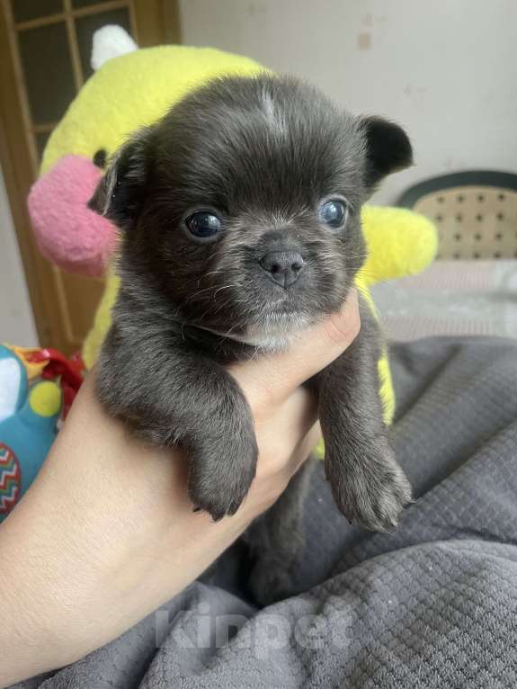 Собаки в Санкт-Петербурге: Щенок чихуахуа Мальчик, Бесплатно - фото 1