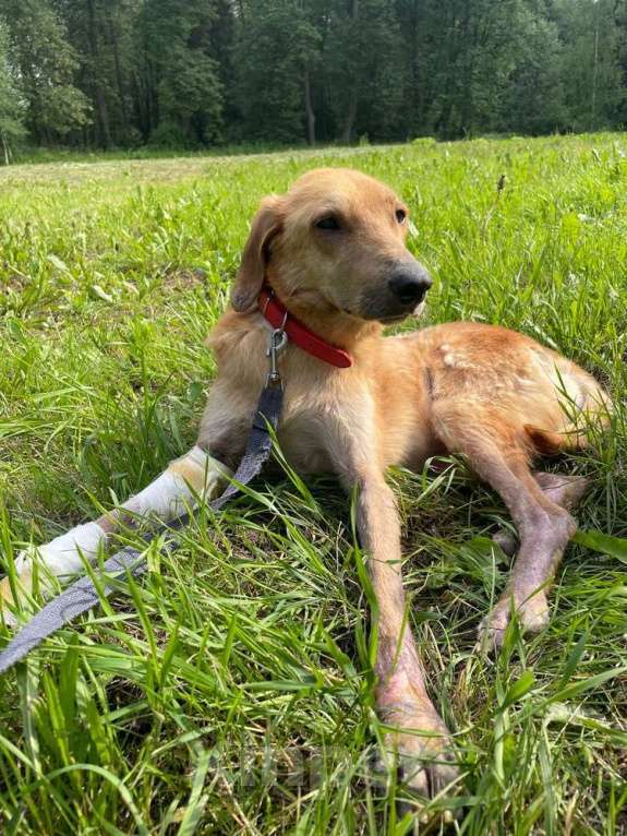 Собаки в Москве: Несчастный почти слепой пёс Малыш ищет доброе сердце Мальчик, 10 руб. - фото 6