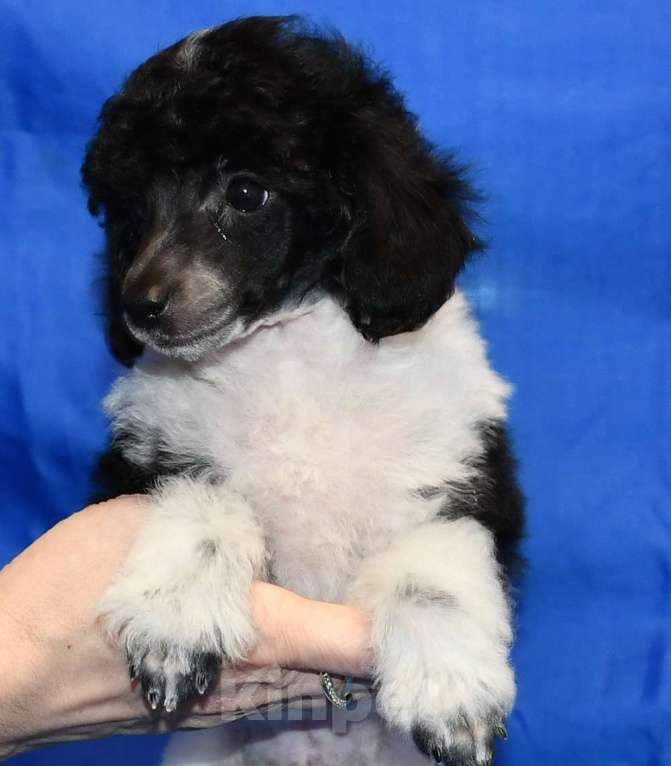 Собаки в Долгопрудном:  ТОЙ ПУДЕЛЬ ДЖЕНТЛИ БОРН ПИККЕР Мальчик, 75 000 руб. - фото 4