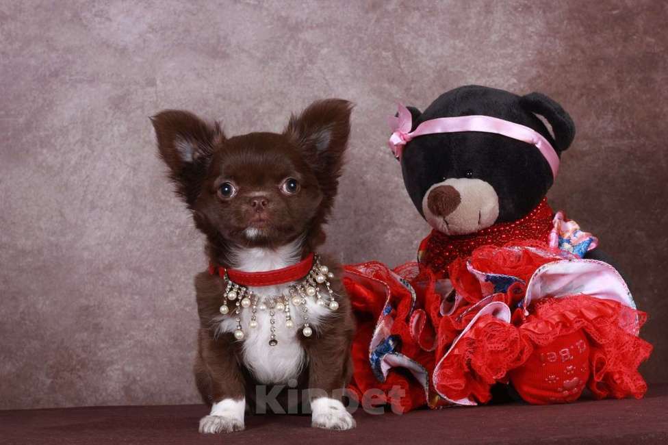 Собаки в Люберцах: Я куколка  Девочка, 60 000 руб. - фото 3