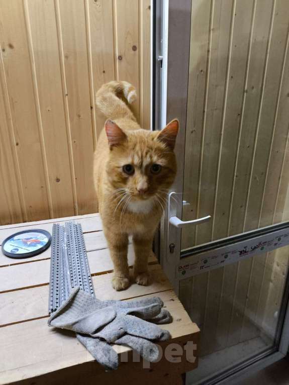Кошки в Санкт-Петербурге: Рыжий кот в добрые руки Мальчик, Бесплатно - фото 3