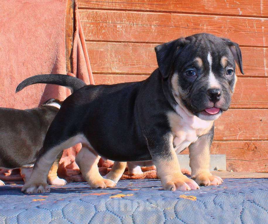 Собаки в Канске: булли-дети Мальчик, 70 000 руб. - фото 8