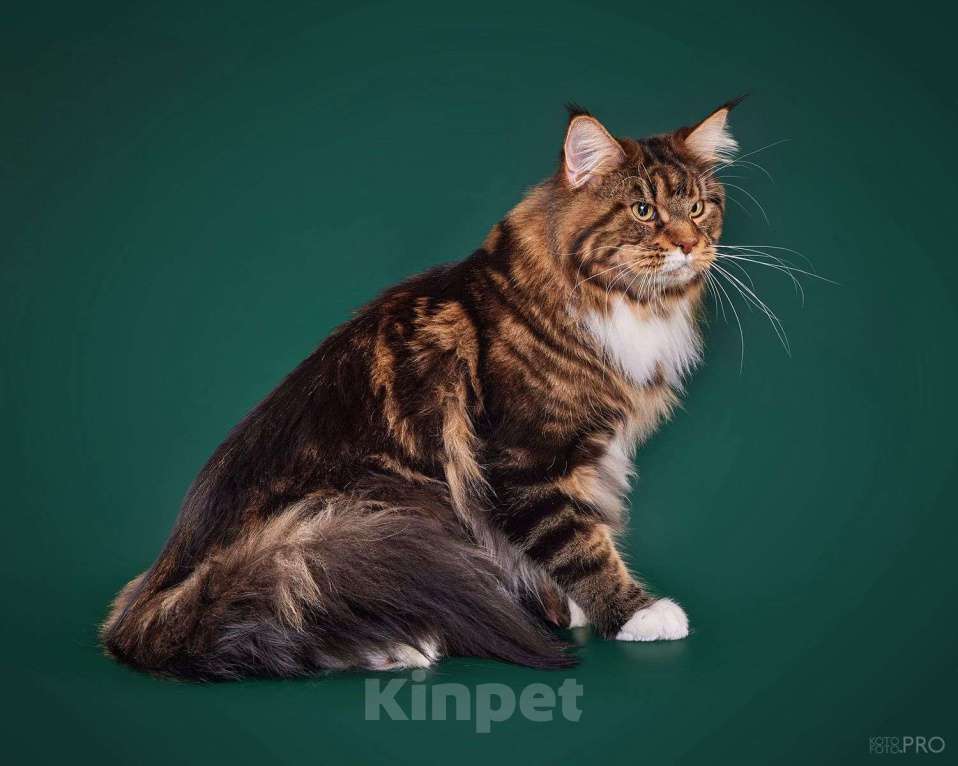 Кошки в Новосибирске: Продам кота породы Мейнкун  Мальчик, 45 000 руб. - фото 7