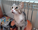 Кошки в Новосибирске: Кошечка Алиса Девочка, Бесплатно - фото 3