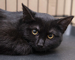 Кошки в Москве: Котенок Рокки ищет дом  Мальчик, Бесплатно - фото 1