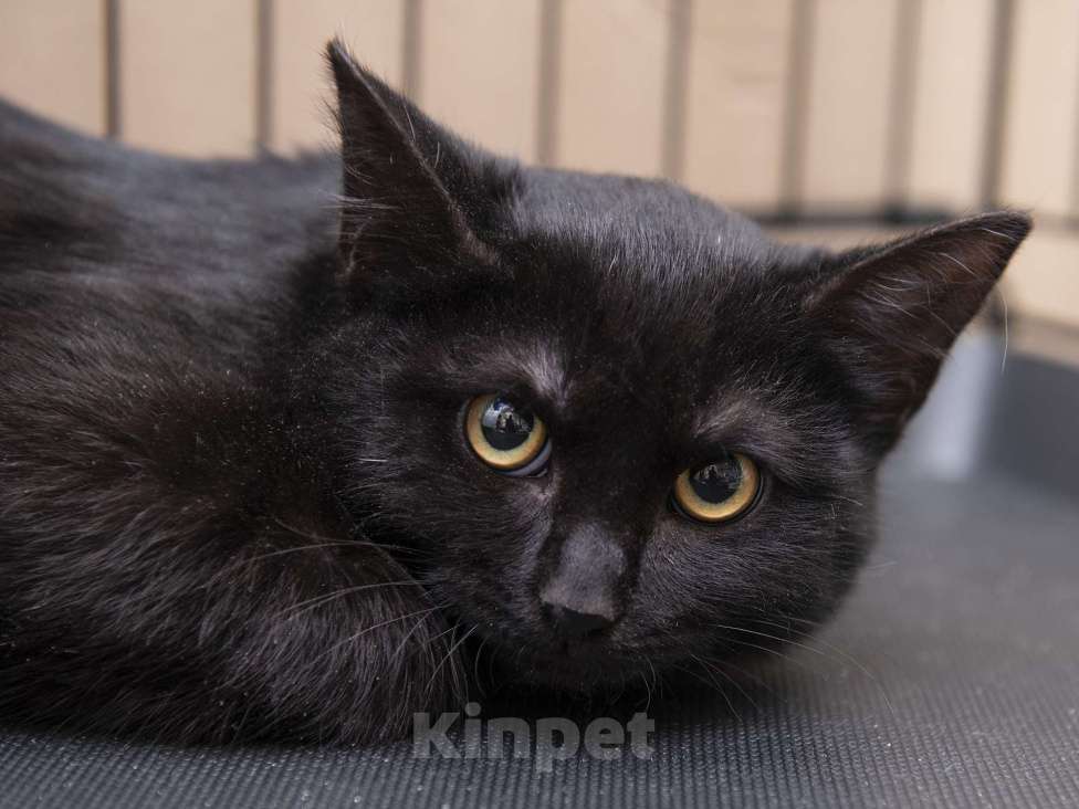 Кошки в Москве: Котенок Рокки ищет дом  Мальчик, Бесплатно - фото 1