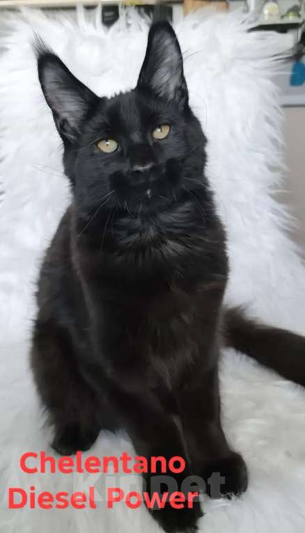 Кошки в Санкт-Петербурге: Chelentano Diesel Power Мальчик, 120 000 руб. - фото 2