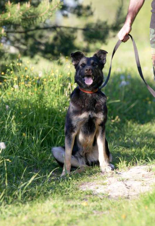 Собаки в Москве: Очень ласковая и общительная собака Марта ищет дом Девочка, 1 руб. - фото 5