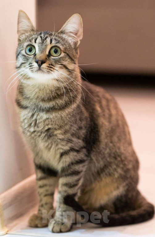 Кошки в Москве: Эклер - котёнок, который обещает вырасти в нереального красавца  Мальчик, Бесплатно - фото 4