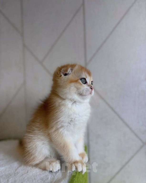 Кошки в Москве: Шотландская вислоухая кошечка Девочка, 45 000 руб. - фото 8