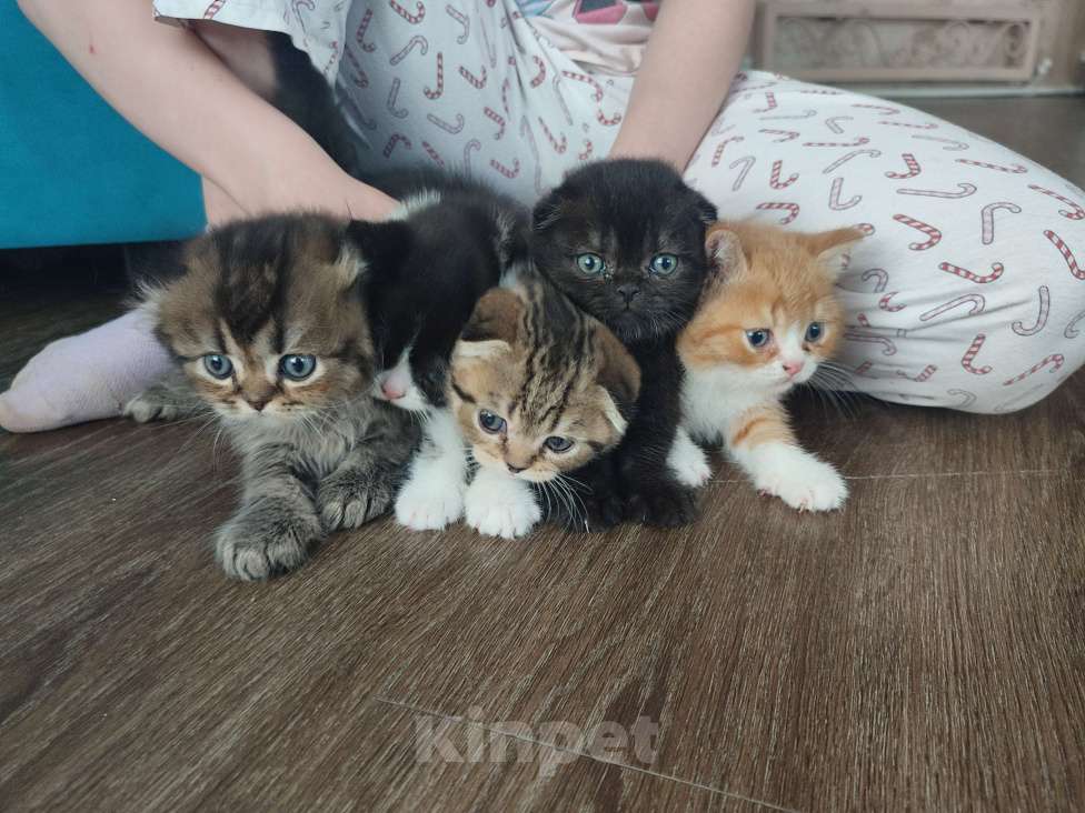 Кошки в Глазове: Хайленд-фолд длиношерстрый шотландский мальчик  Мальчик, 5 000 руб. - фото 4