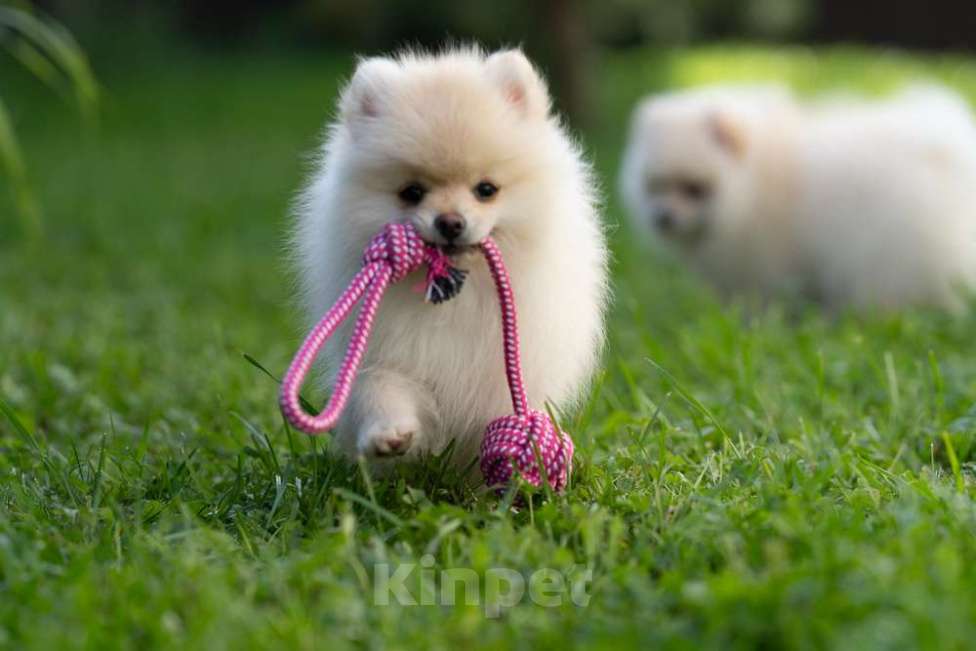 Собаки в других городах Московской области: Девочка Тоша Девочка, 35 000 руб. - фото 4