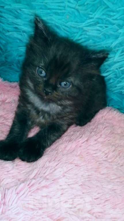 Кошки в Москве: Шотландские котята хайленд Мальчик, 5 000 руб. - фото 3