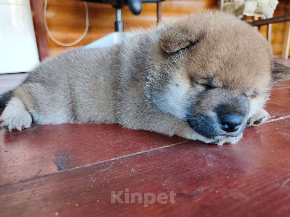 Собаки в Вологде: Сиба шиба Мальчик, Бесплатно - фото 7