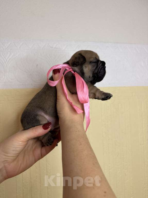 Собаки в Новосибирске: Пока без клички Девочка, 80 000 руб. - фото 2