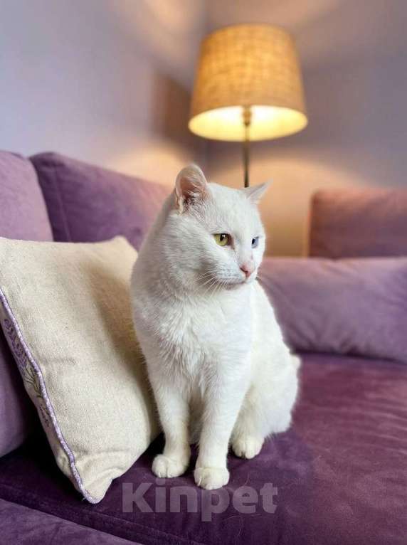 Кошки в Москве: Котик белый в добрые руки Мальчик, Бесплатно - фото 5