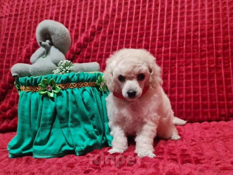 Собаки в Москве: Пудель той девочка белая Девочка, 100 000 руб. - фото 4