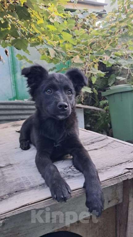 Собаки в Санкт-Петербурге: Маленький щенок с пушистыми ушками Девочка, Бесплатно - фото 5