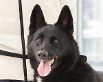 Собаки в Москве: Мечтаете о черной овчарке? Девочка, Бесплатно - фото 1