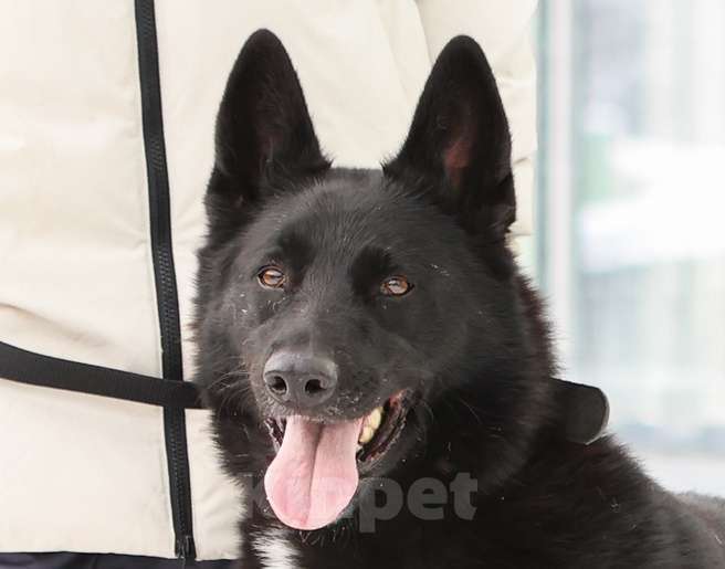 Собаки в Москве: Мечтаете о черной овчарке? Девочка, Бесплатно - фото 1