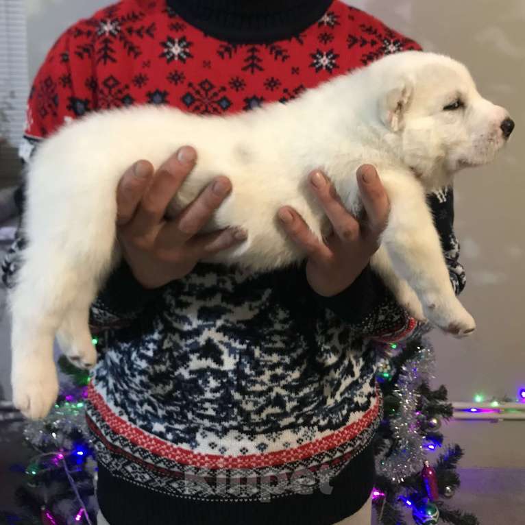 Собаки в других городах Пензенской области: Среднеазиатская овчарка, щенок Мальчик, 20 000 руб. - фото 4