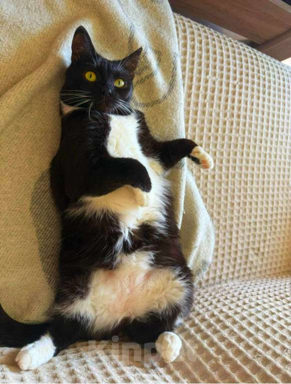 Кошки в Москве: Мила бархатное манто Девочка, Бесплатно - фото 3