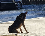 Собаки в других городах Ленинградской области: Найден щенок Мальчик, Бесплатно - фото 2