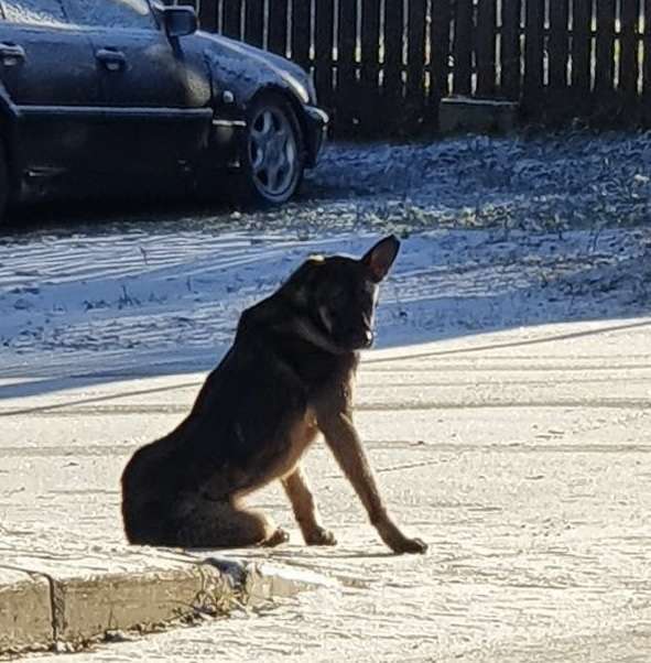 Собаки в других городах Ленинградской области: Найден щенок Мальчик, Бесплатно - фото 2