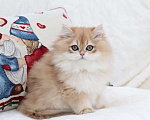 Кошки в Москве: Длинношерстный котенок. Красивый мальчик Мальчик, 100 000 руб. - фото 6