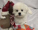 Собаки в Уфе: Бишон фризе щенок Мальчик, 80 000 руб. - фото 2